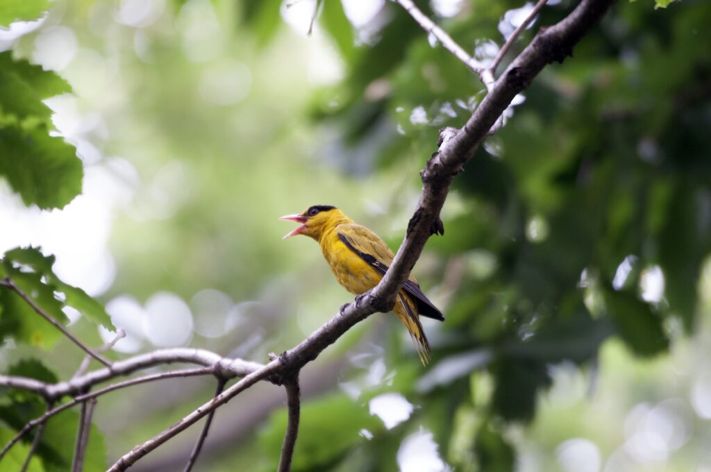 black-naped-oriole-gaaa16079d_1920