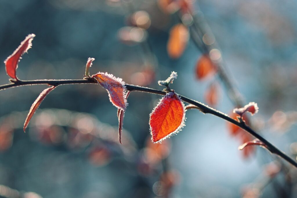 nature-g28b18e9e3_1920