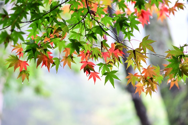 maple-leaf-2954249_640