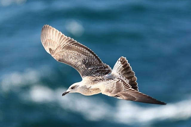 seagull-8320687_640