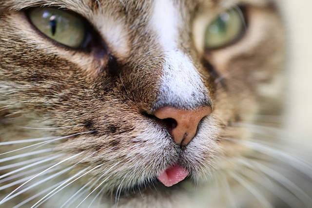 cat-5455228_640