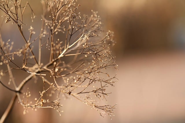 dry-8483913_640